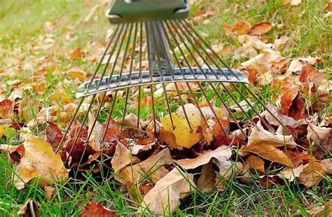 Clean up leaves. Things To Know About Clean up leaves. 